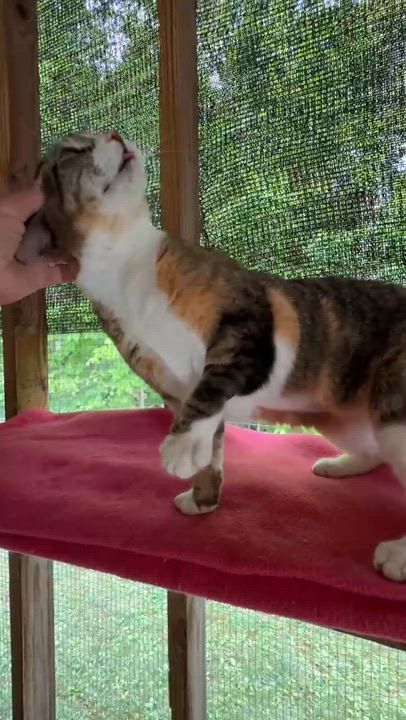 Enlarge Danni, a Adoptable American Bobtail in Talbott, TN video 3/4
