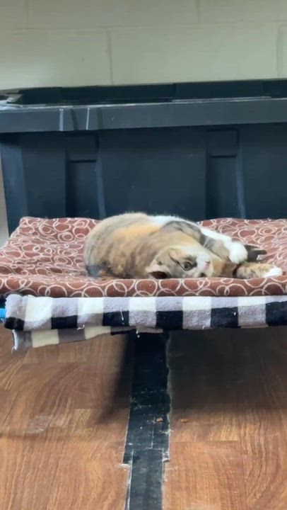 Enlarge Danni, a Adoptable American Bobtail in Talbott, TN video 2/4