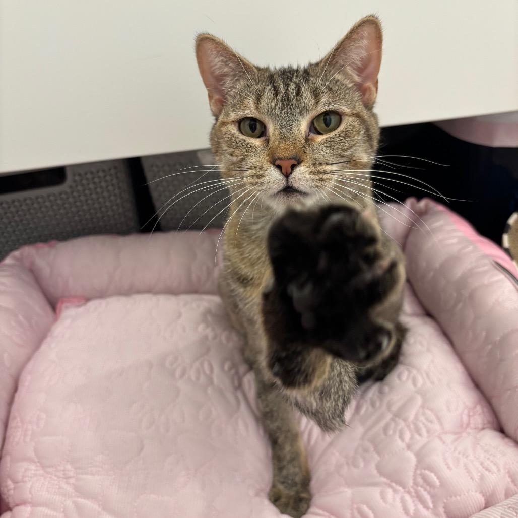 Cinnamon, Adoptable, Adult Female Domestic Short Hair.