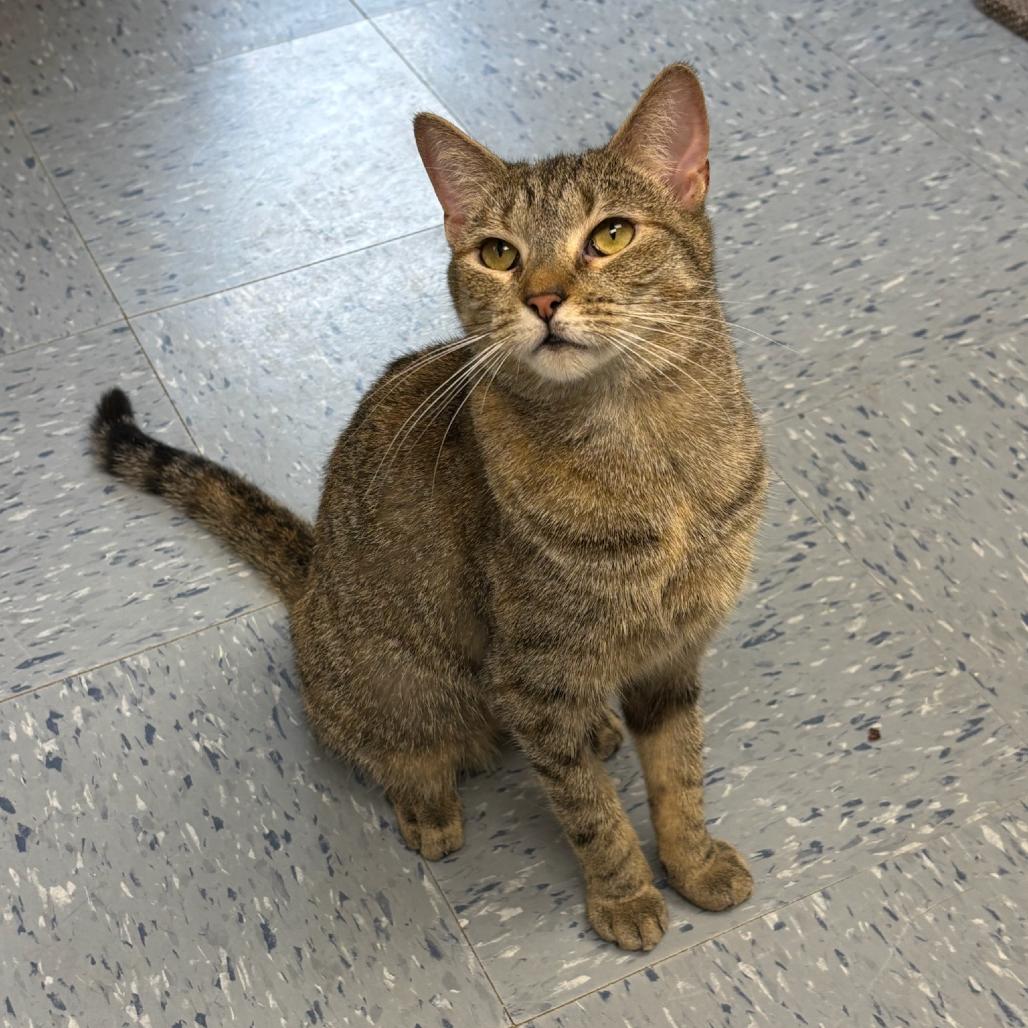 Cinnamon, a Adoptable Domestic Short Hair in Hopewell, VA image 3/6