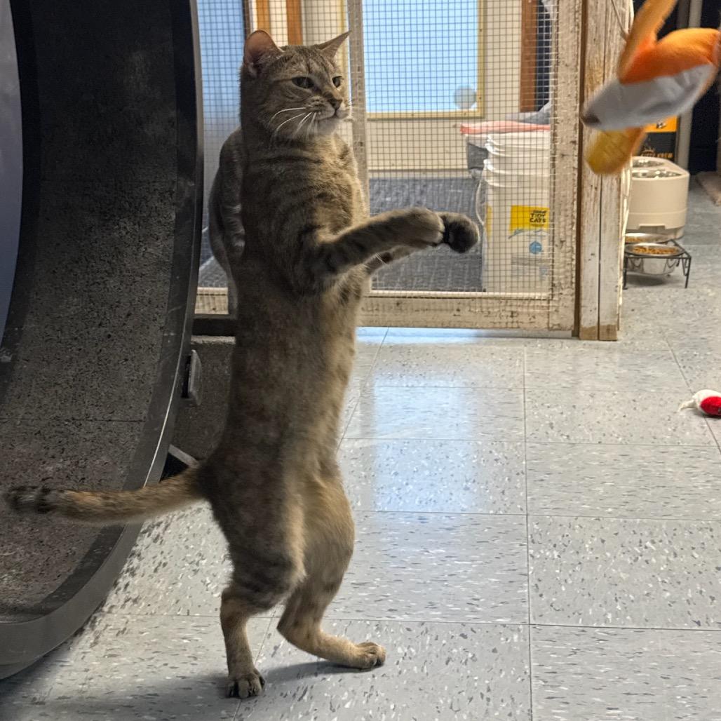 Cinnamon, a Adoptable Domestic Short Hair in Hopewell, VA image 4/6