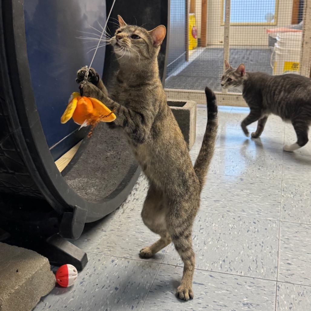 Cinnamon, a Adoptable Domestic Short Hair in Hopewell, VA image 5/6
