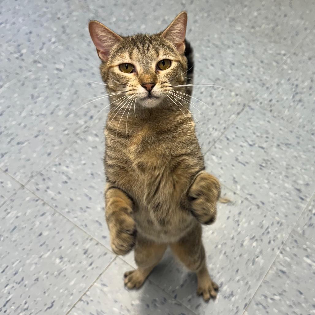 Cinnamon, a Adoptable Domestic Short Hair in Hopewell, VA image 6/6