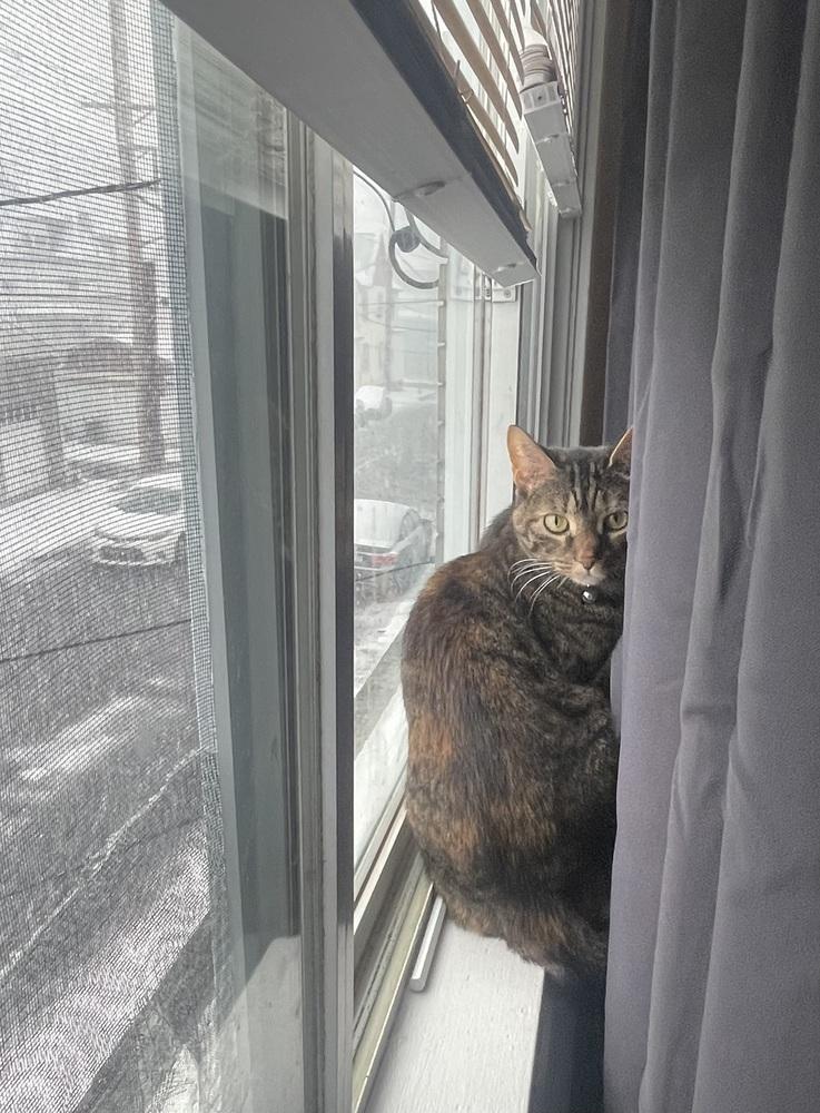 Peanut, a Adoptable Domestic Short Hair in Springdale, PA image 1/6