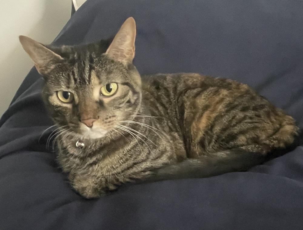 Peanut, a Adoptable Domestic Short Hair in Springdale, PA image 2/6
