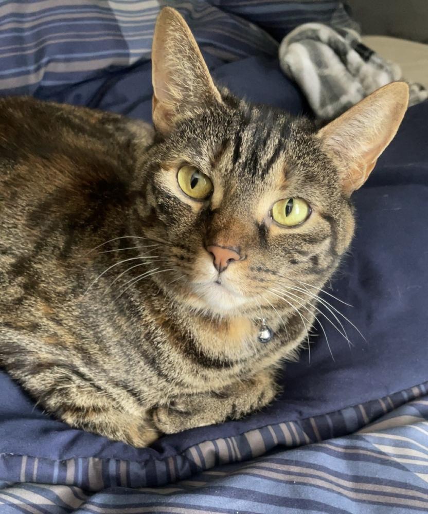 Peanut, a Adoptable Domestic Short Hair in Springdale, PA image 3/6