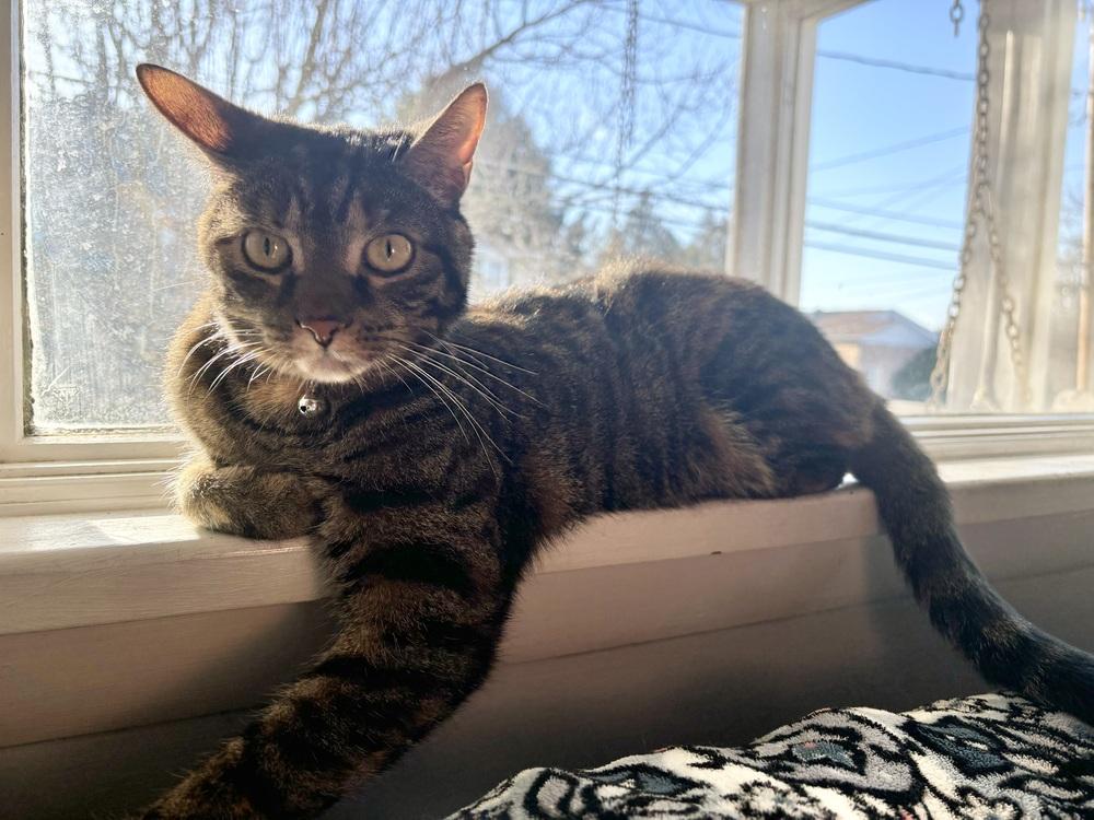 Peanut, a Adoptable Domestic Short Hair in Springdale, PA image 4/6