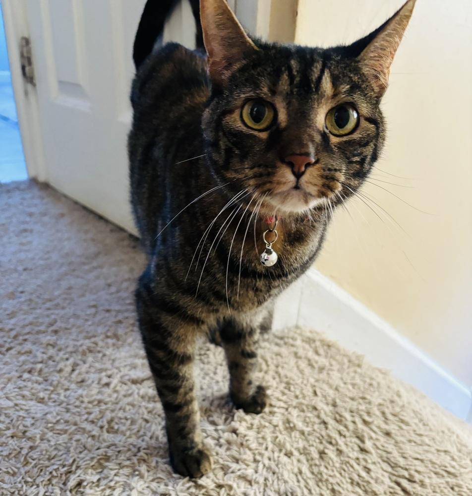 Peanut, a Adoptable Domestic Short Hair in Springdale, PA image 5/6