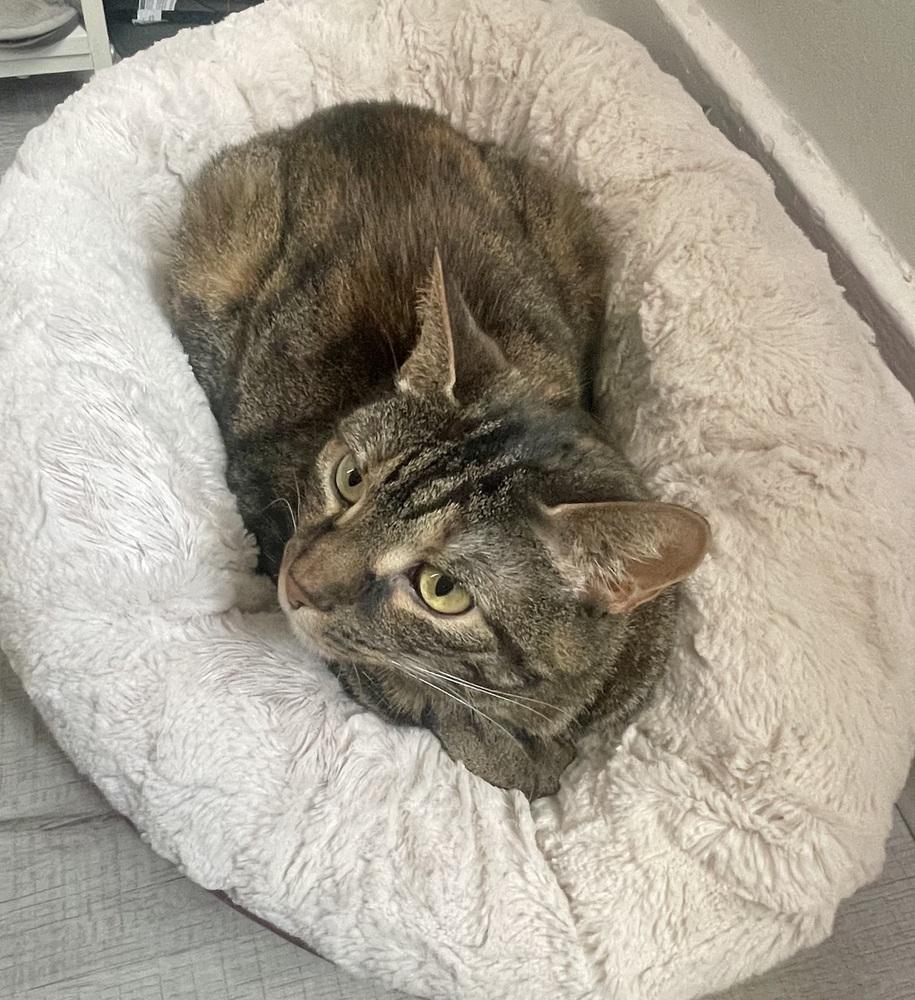 Peanut, a Adoptable Domestic Short Hair in Springdale, PA image 6/6
