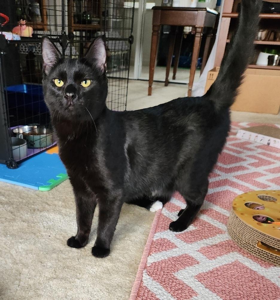 Enlarge Quest, a Adoptable Domestic Short Hair in Virginia Beach, VA image 1/4