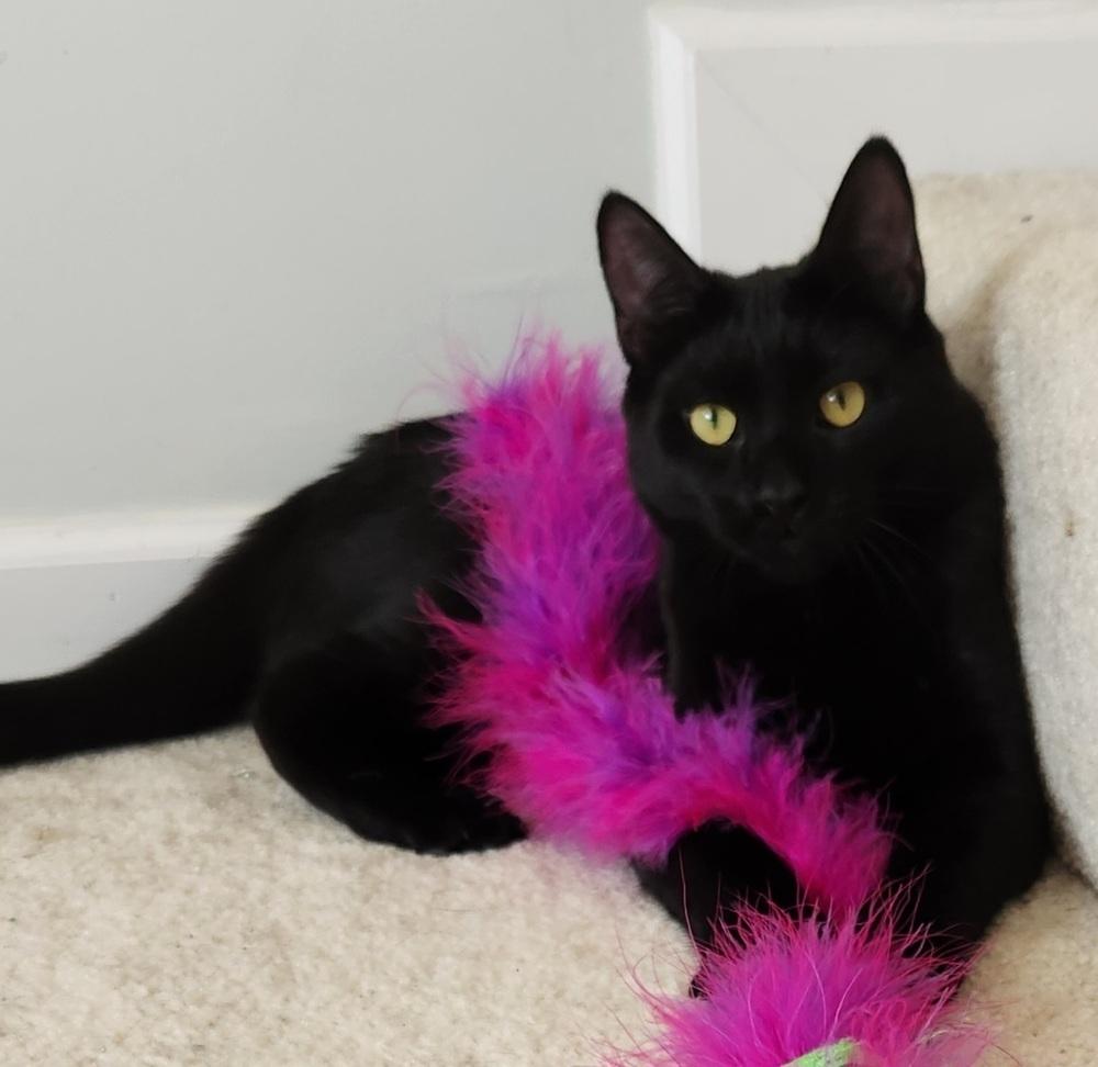 Enlarge Quest, a Adoptable Domestic Short Hair in Virginia Beach, VA image 2/4