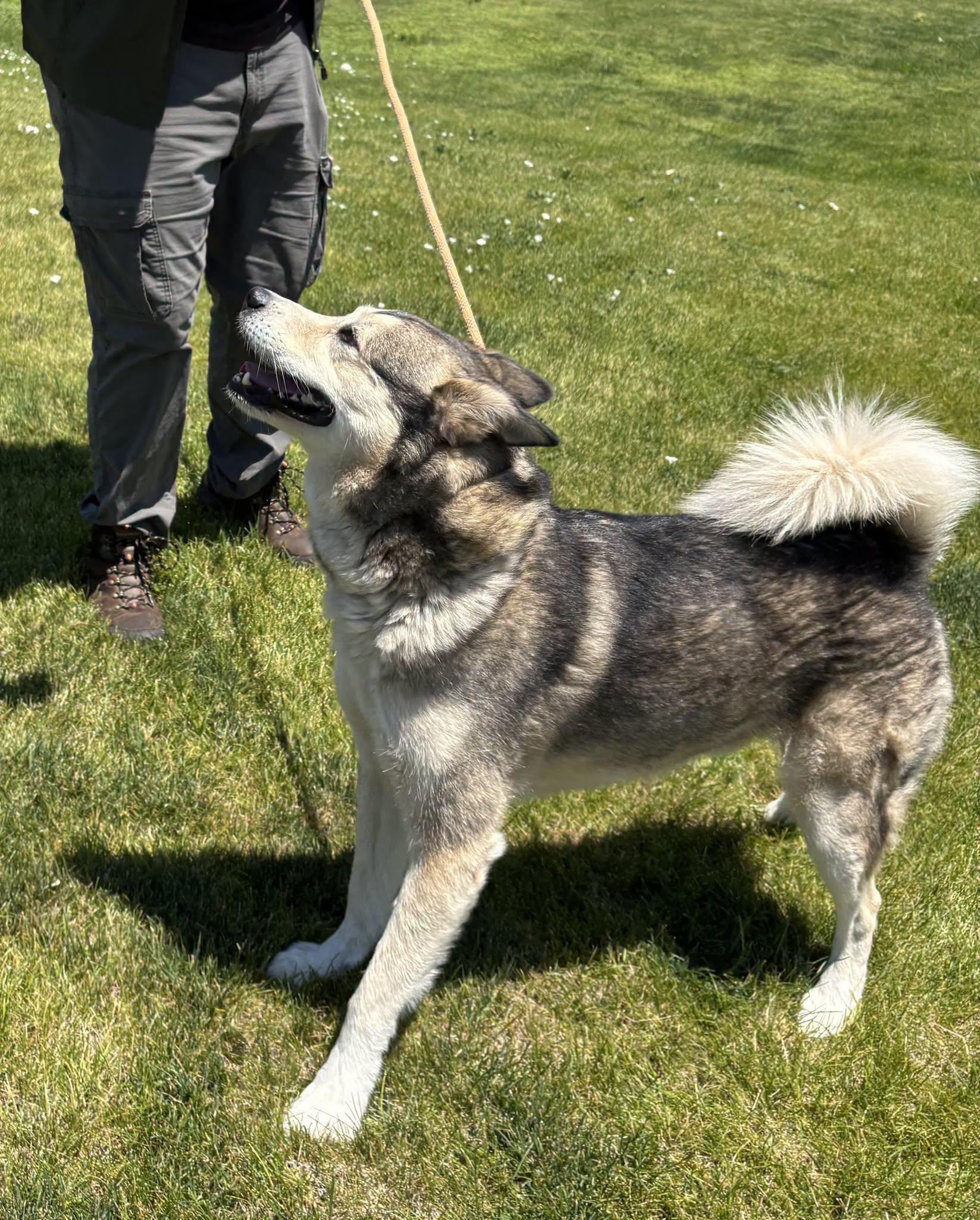 Enlarge Scotty, a Adopted Siberian Husky in Montrose, CO image 3/4