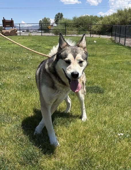 Enlarge Scotty, a Adopted Siberian Husky in Montrose, CO image 4/4
