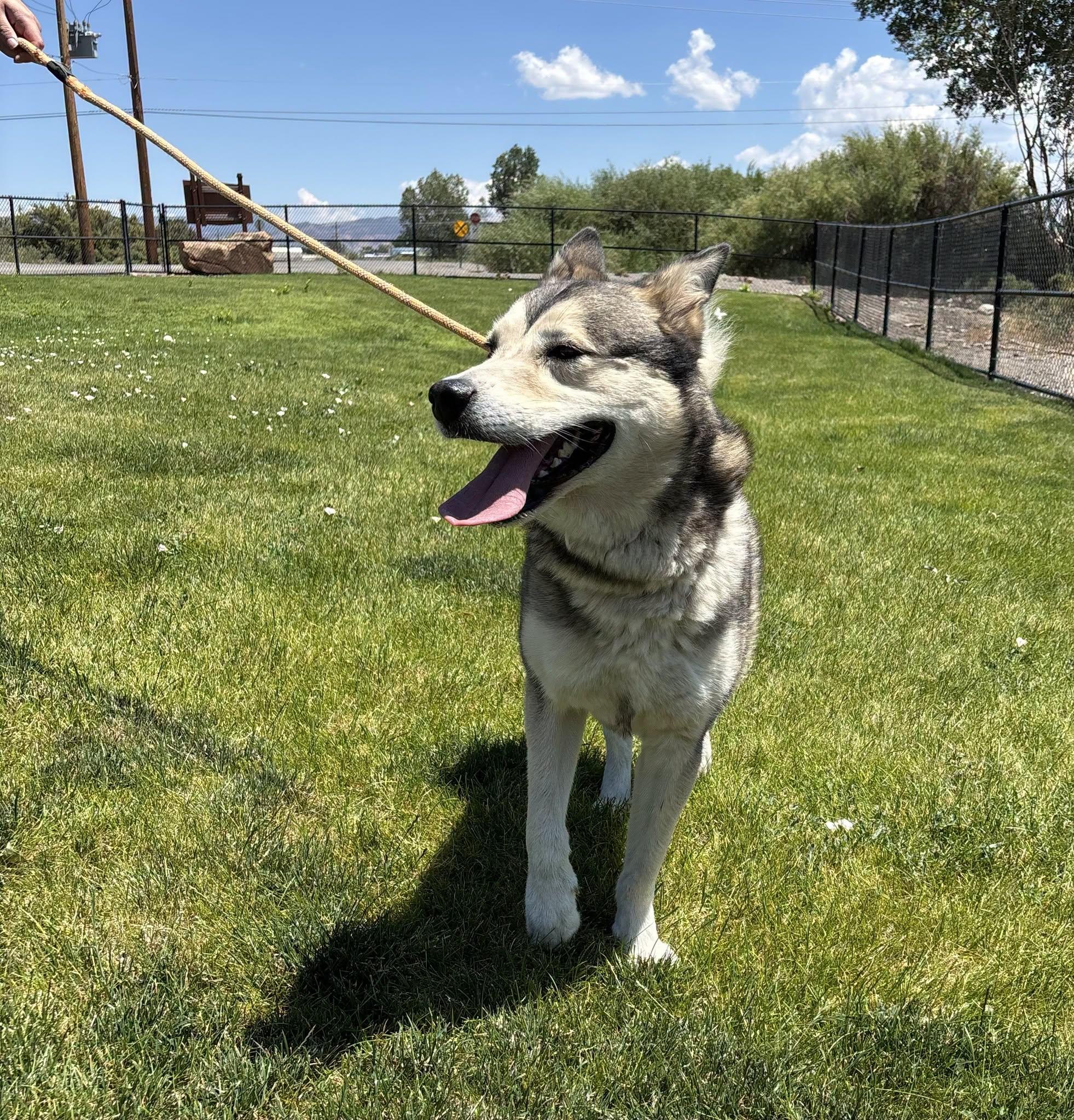 Scotty, Adopted, Adult Male Siberian Husky.