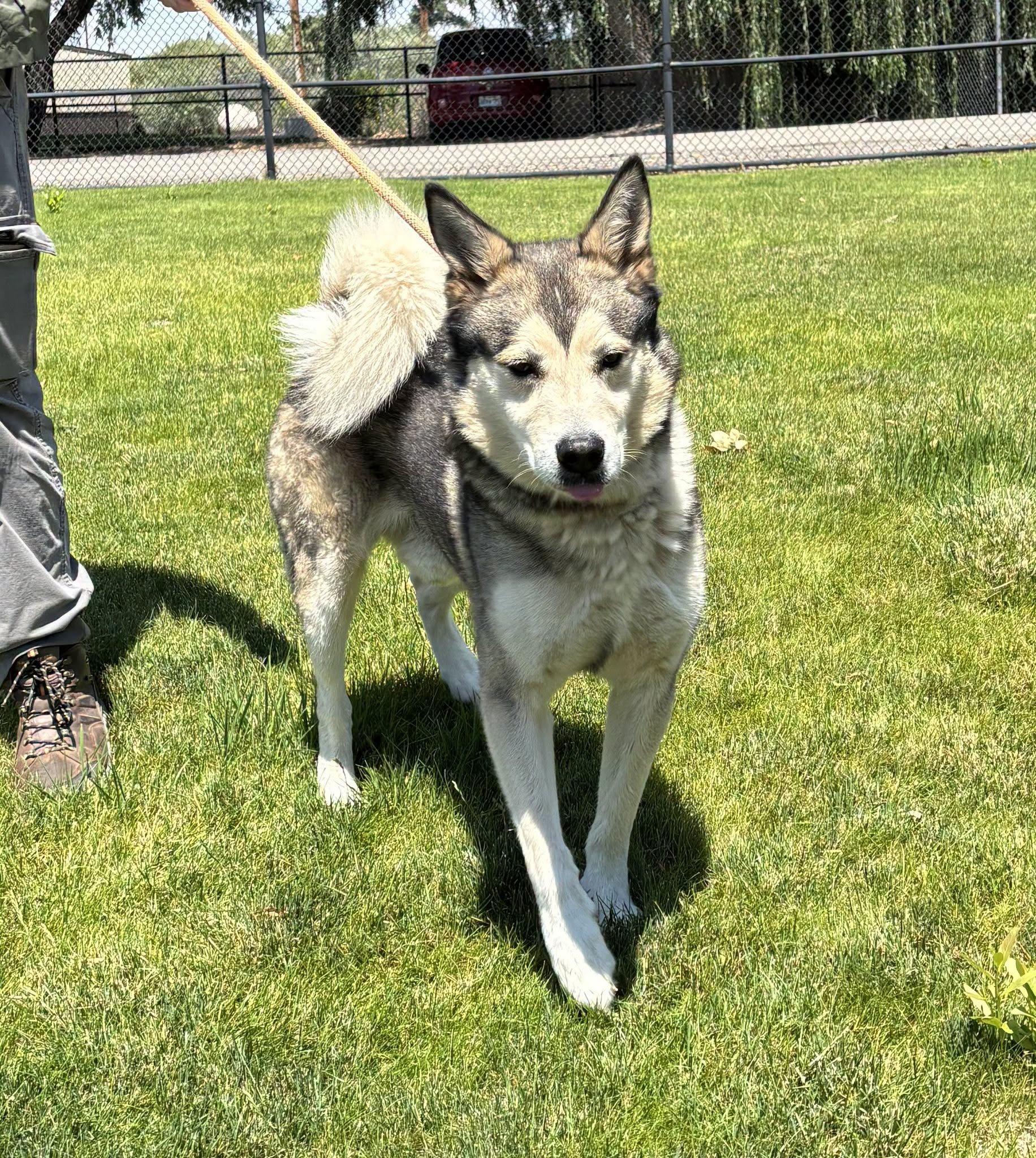 Enlarge Scotty, a Adopted Siberian Husky in Montrose, CO image 2/4
