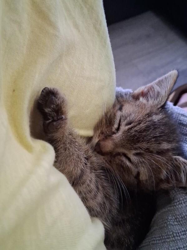 Unknown, Adoptable, Adult Male Domestic Short Hair.