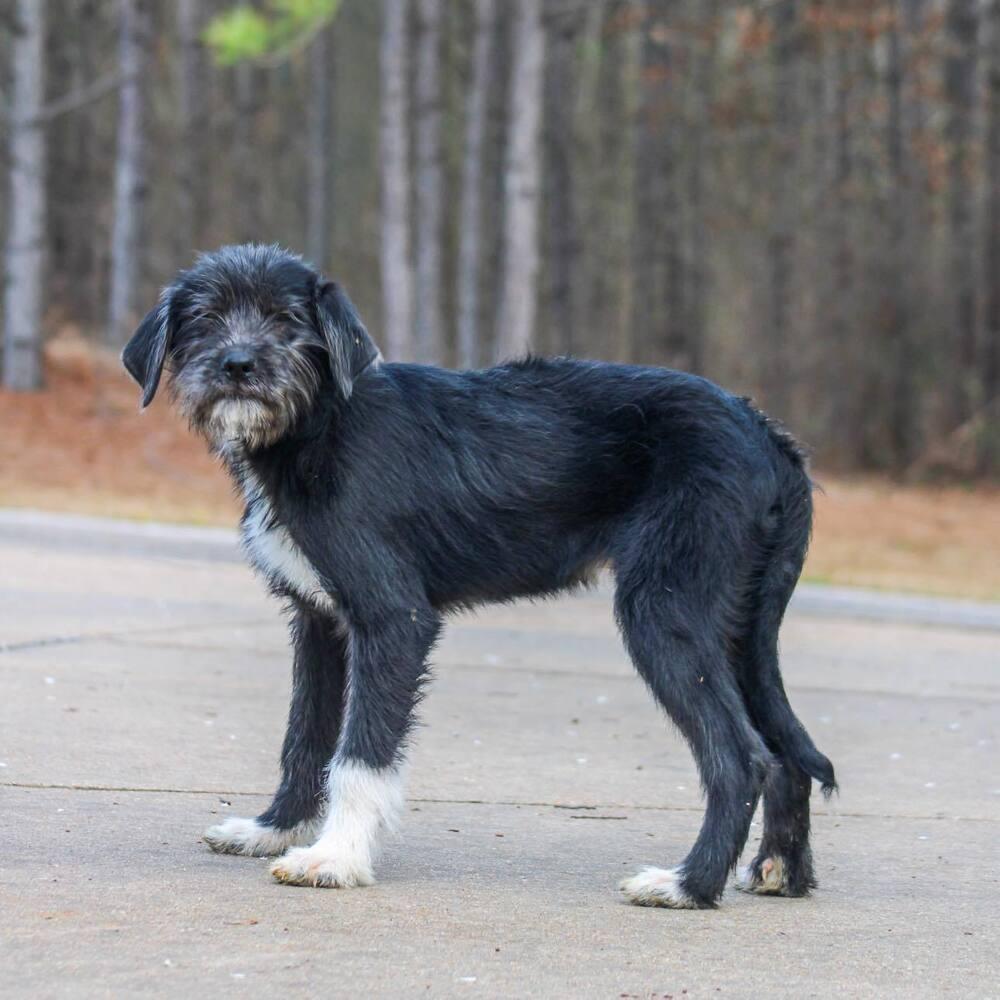 Poe, Adoptable, Puppy Male Terrier.