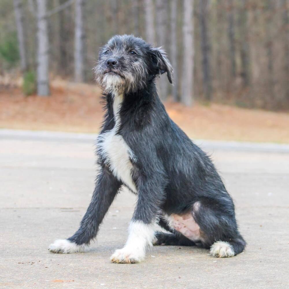 Enlarge Poe, a Adoptable mixed breed in Groveland, MA image 2/3