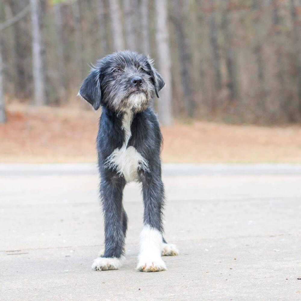 Enlarge Poe, a Adoptable mixed breed in Groveland, MA image 3/3
