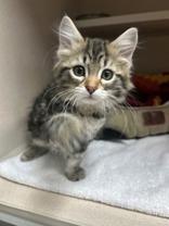 Enlarge Maleficent, a Adopted Domestic Short Hair in Steamboat Springs, CO image 1/1