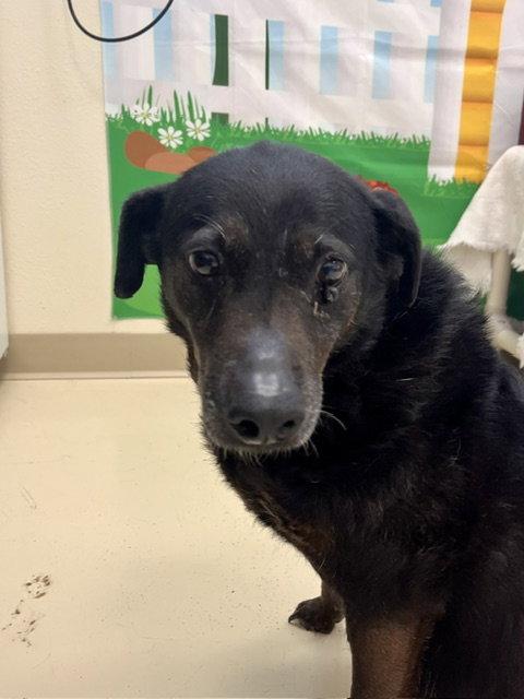 Amelia, a Adoptable Labrador Retriever in Webster, WI image 1/2