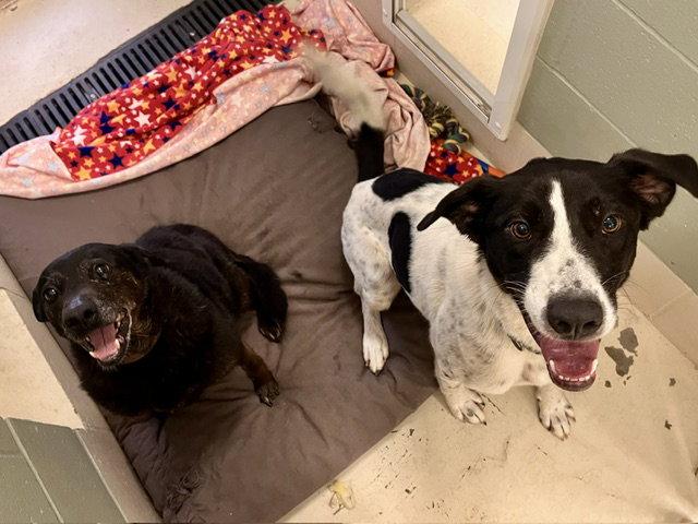 Amelia, a Adoptable Labrador Retriever in Webster, WI image 2/2