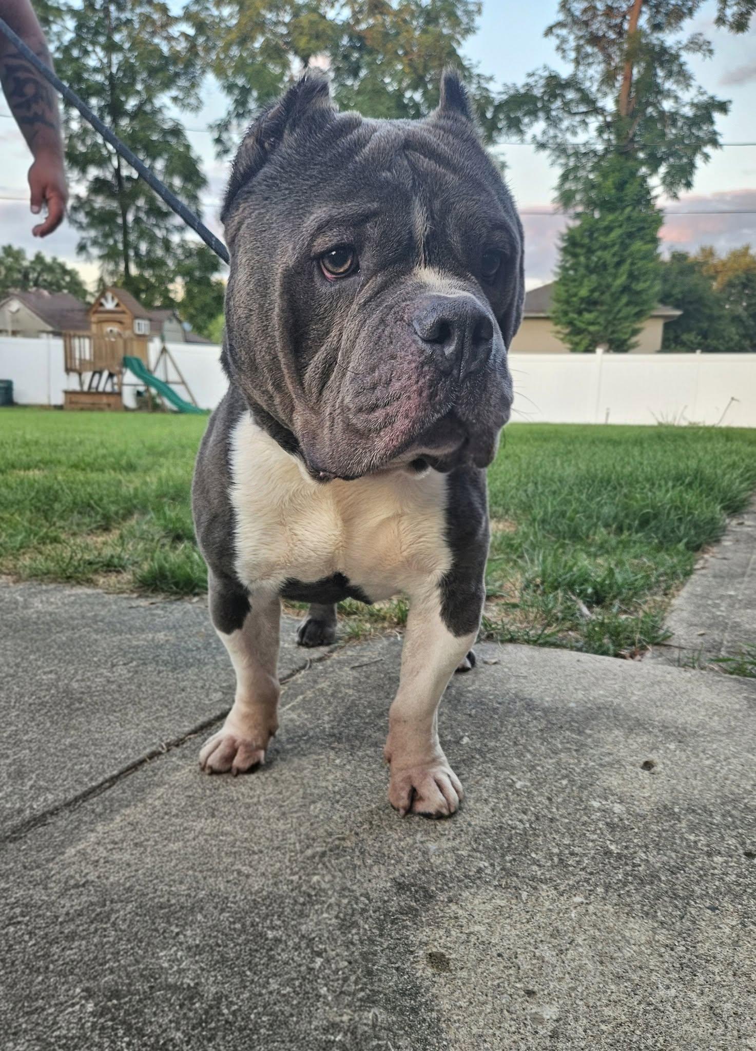 Bob, an adoptable Pit Bull Terrier in Dayton, OH image 6/6