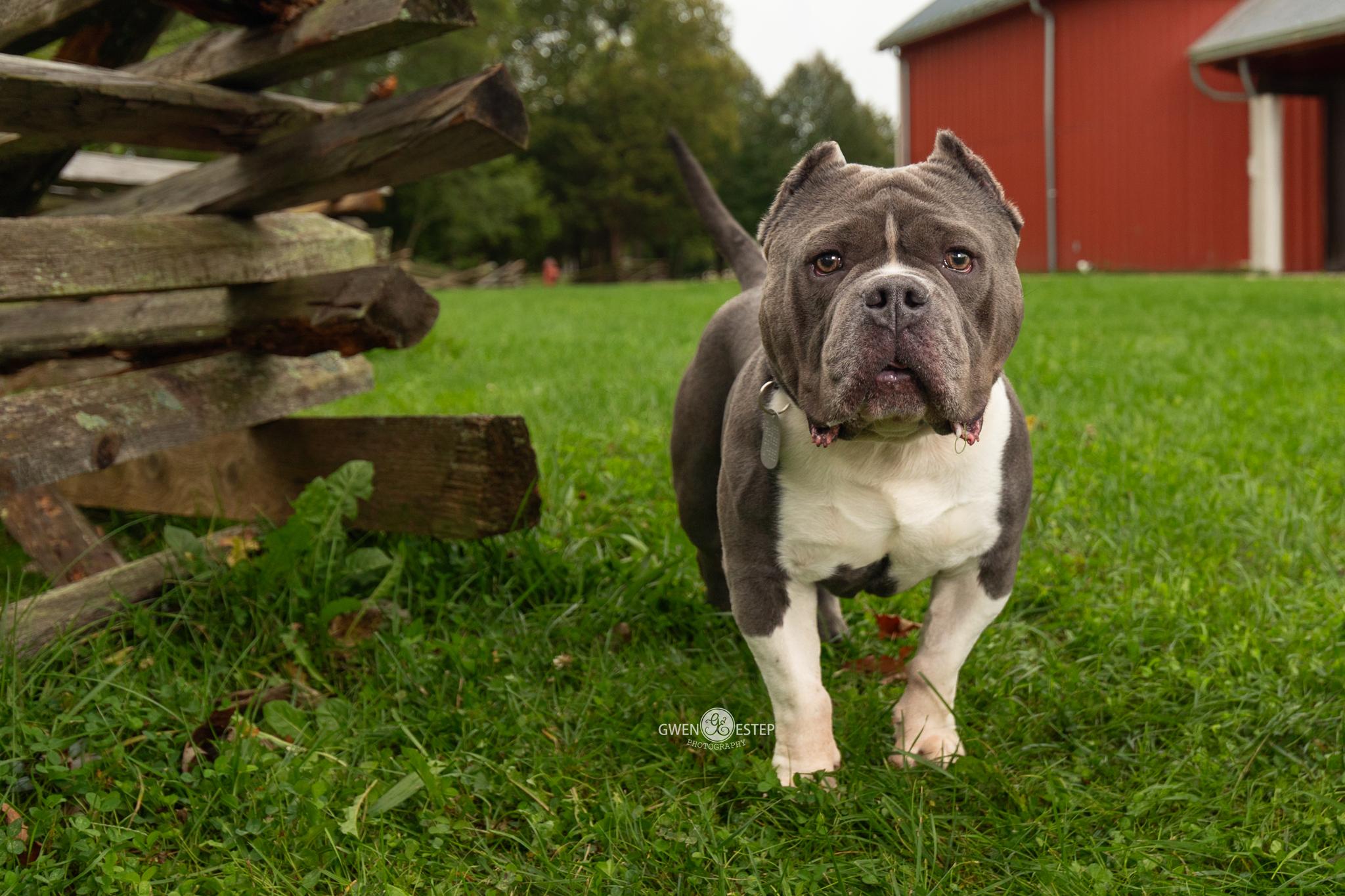 Enlarge Bob, a Adoptable Pit Bull Terrier in Dayton, OH image 3/6