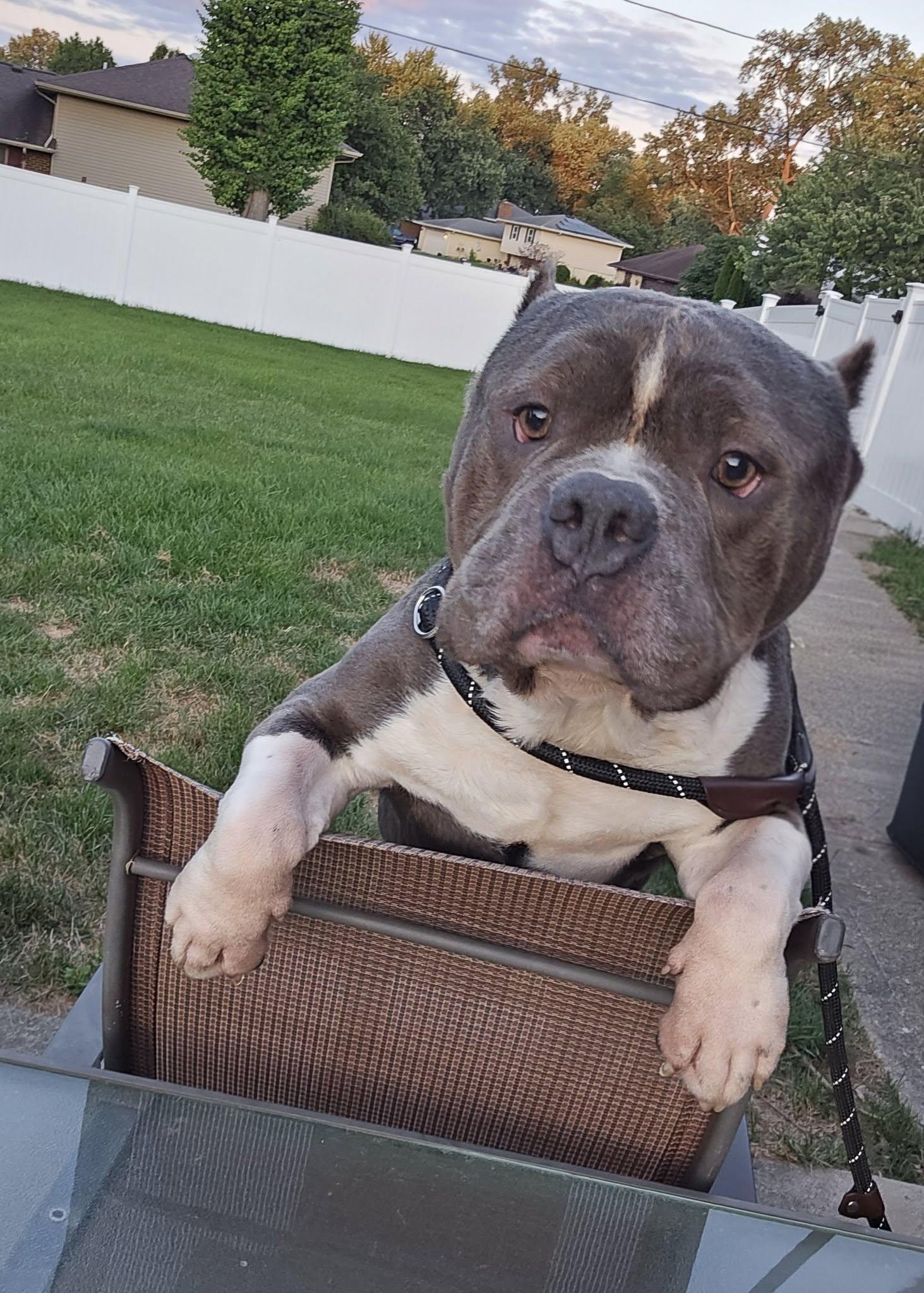 Bob, an adoptable Pit Bull Terrier in Dayton, OH image 1/6