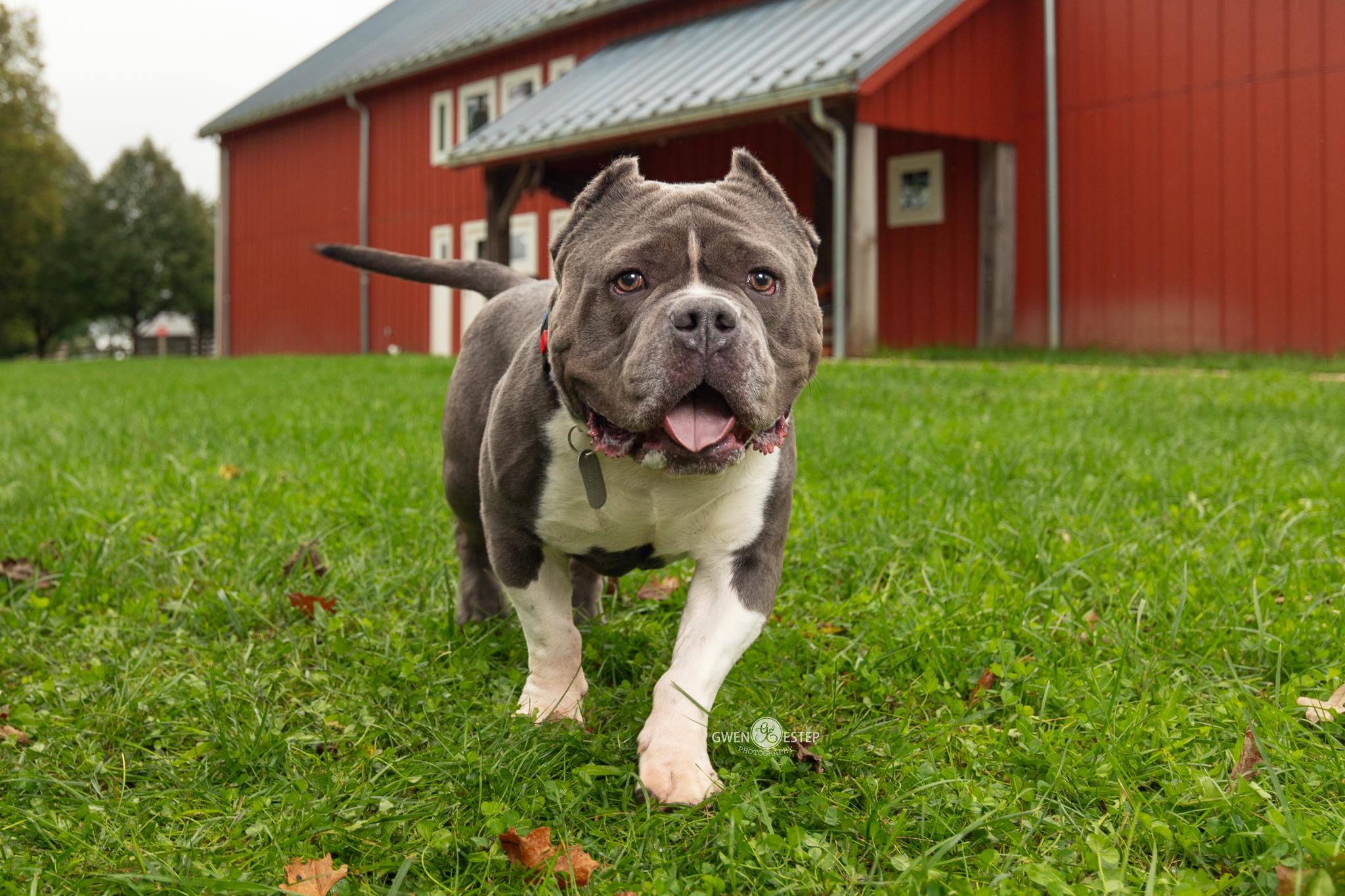 Enlarge Bob, a Adoptable Pit Bull Terrier in Dayton, OH image 1/6