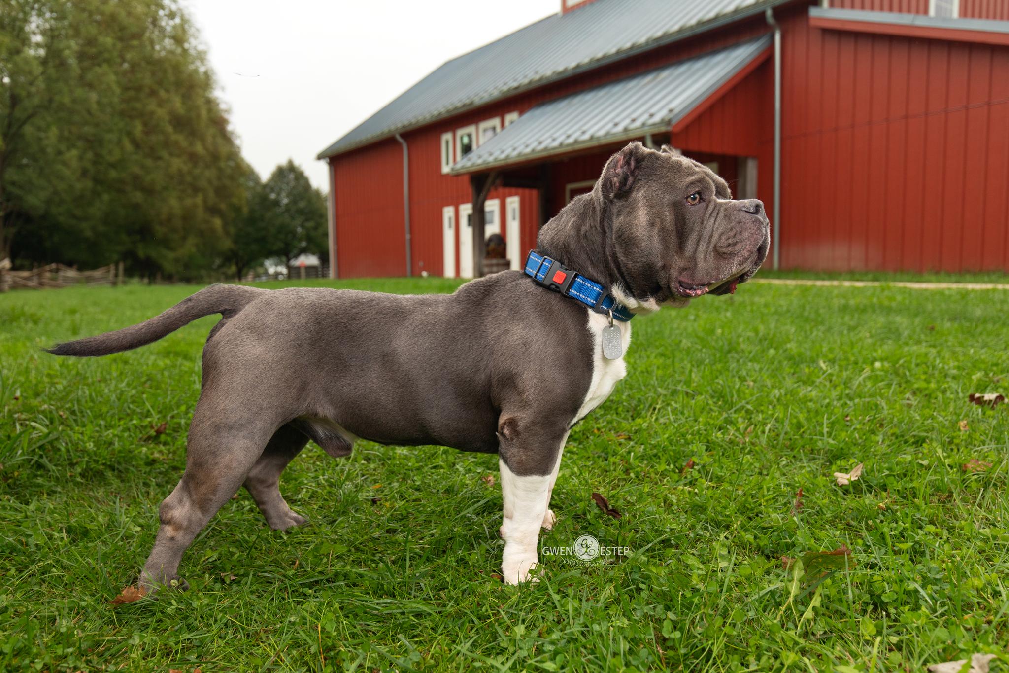 Enlarge Bob, a Adoptable Pit Bull Terrier in Dayton, OH image 2/6