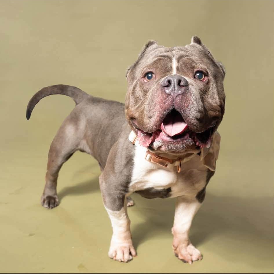 Bob, an adoptable Pit Bull Terrier in Dayton, OH image 5/6