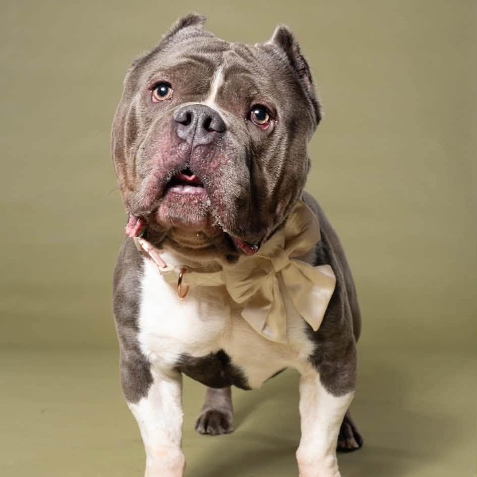 Bob, an adoptable Pit Bull Terrier in Dayton, OH image 3/6