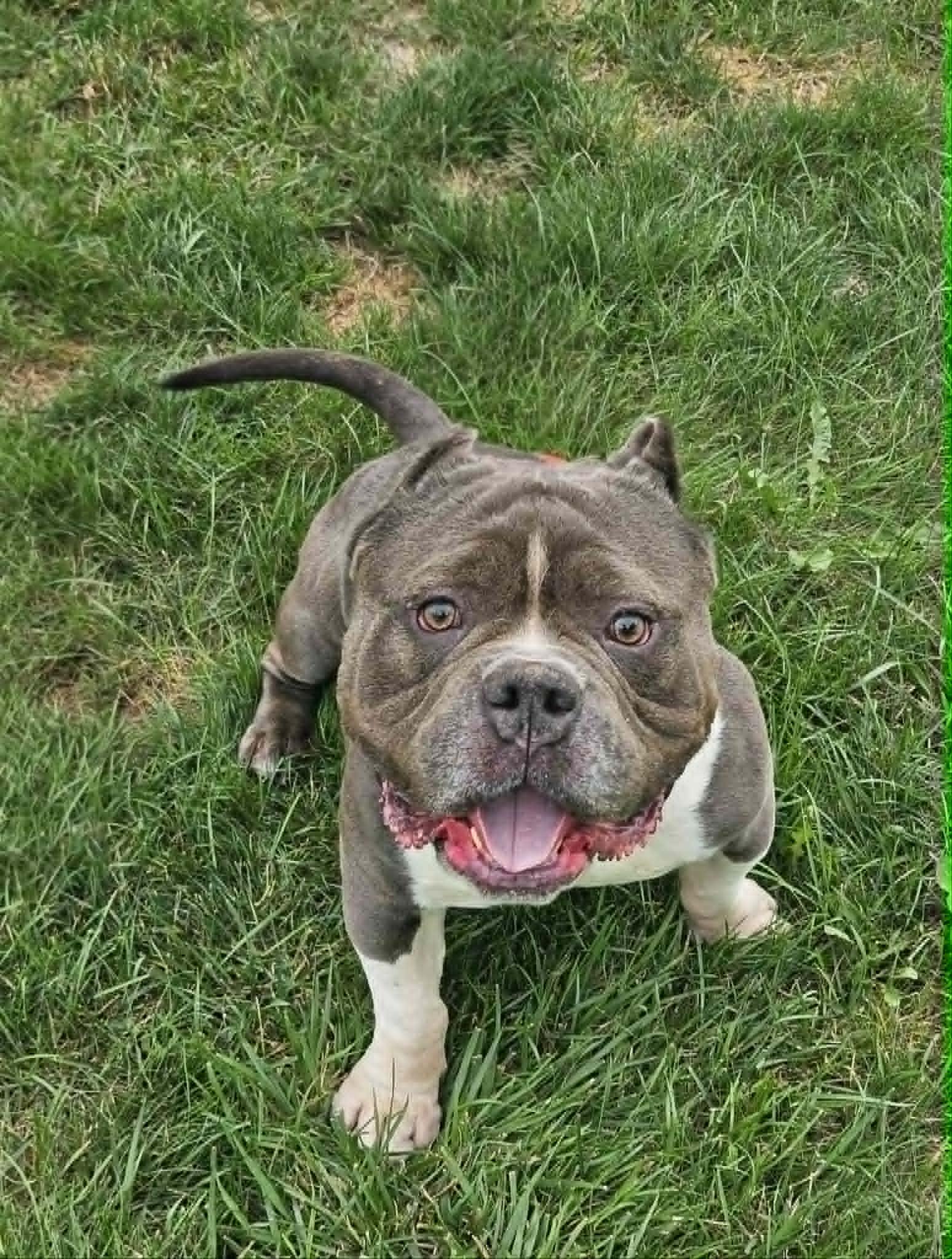Bob, an adoptable Pit Bull Terrier in Dayton, OH image 2/6