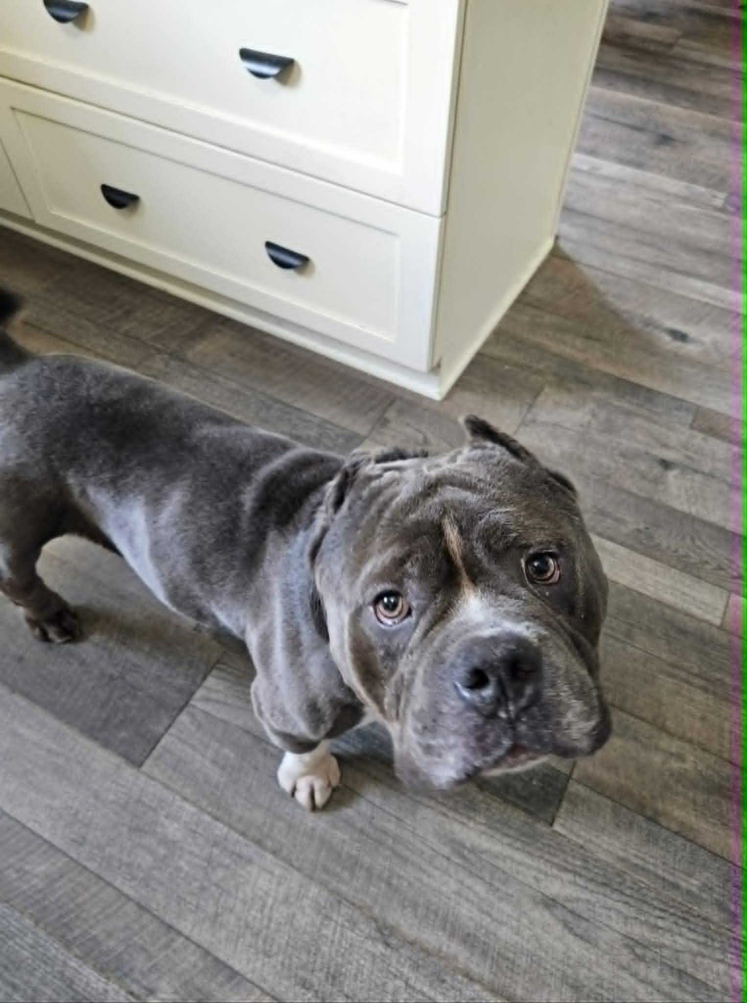 Bob, an adoptable Pit Bull Terrier in Dayton, OH image 4/6