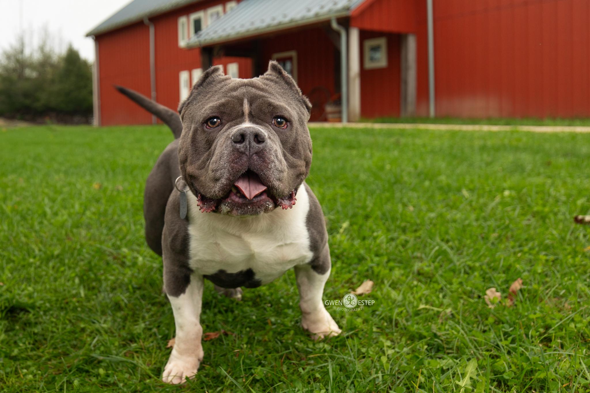 Enlarge Bob, a Adoptable Pit Bull Terrier in Dayton, OH image 4/6