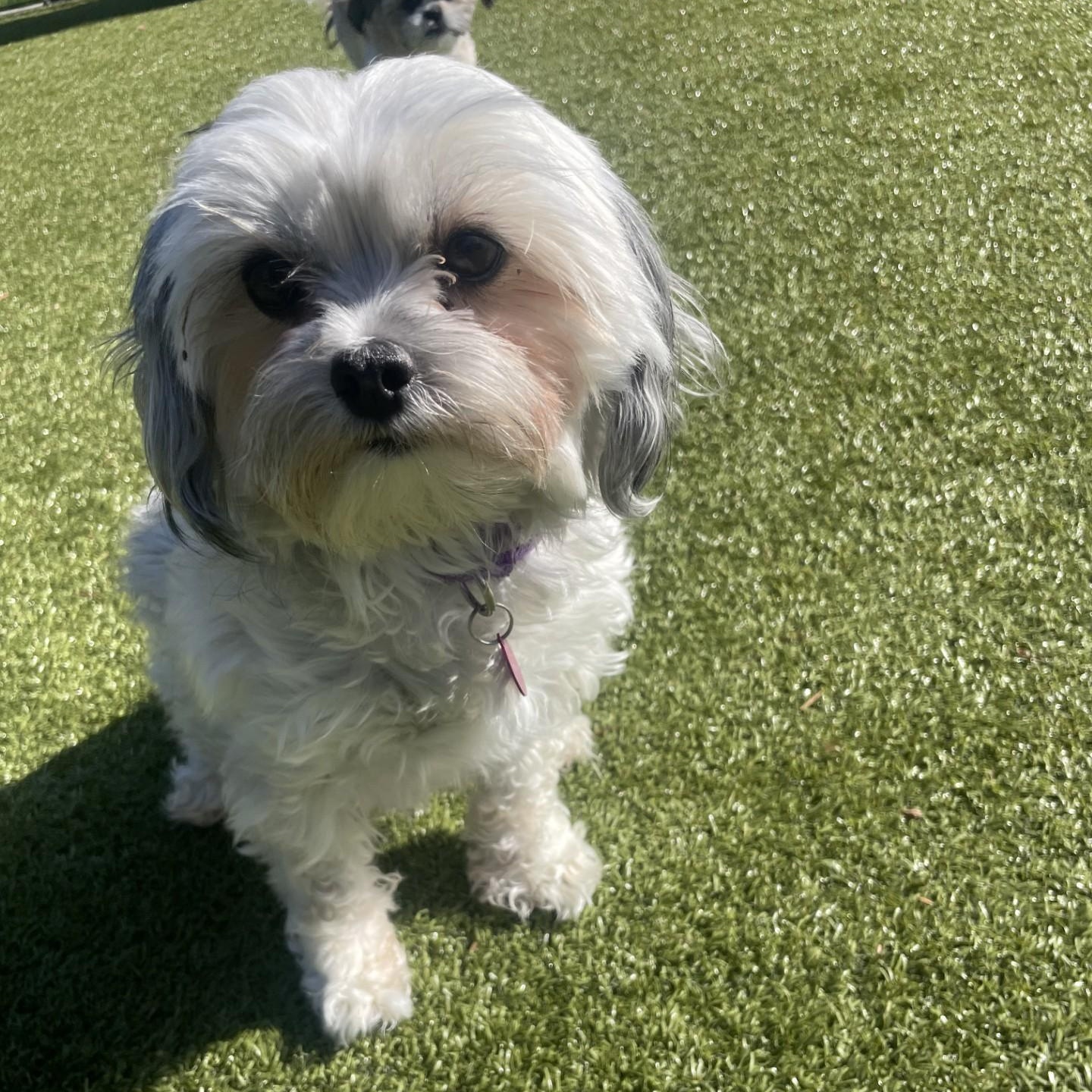 Frankie, Adoptable, Adult Female Shih Tzu.