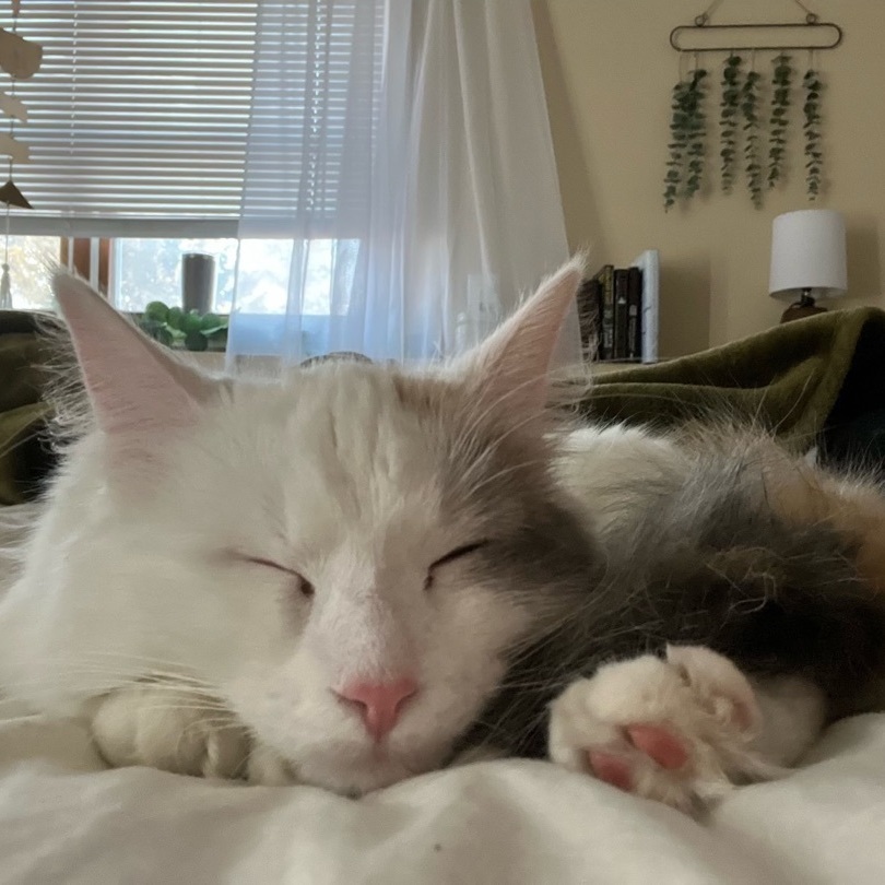 Nala, Adopted, Young Female Domestic Long Hair.