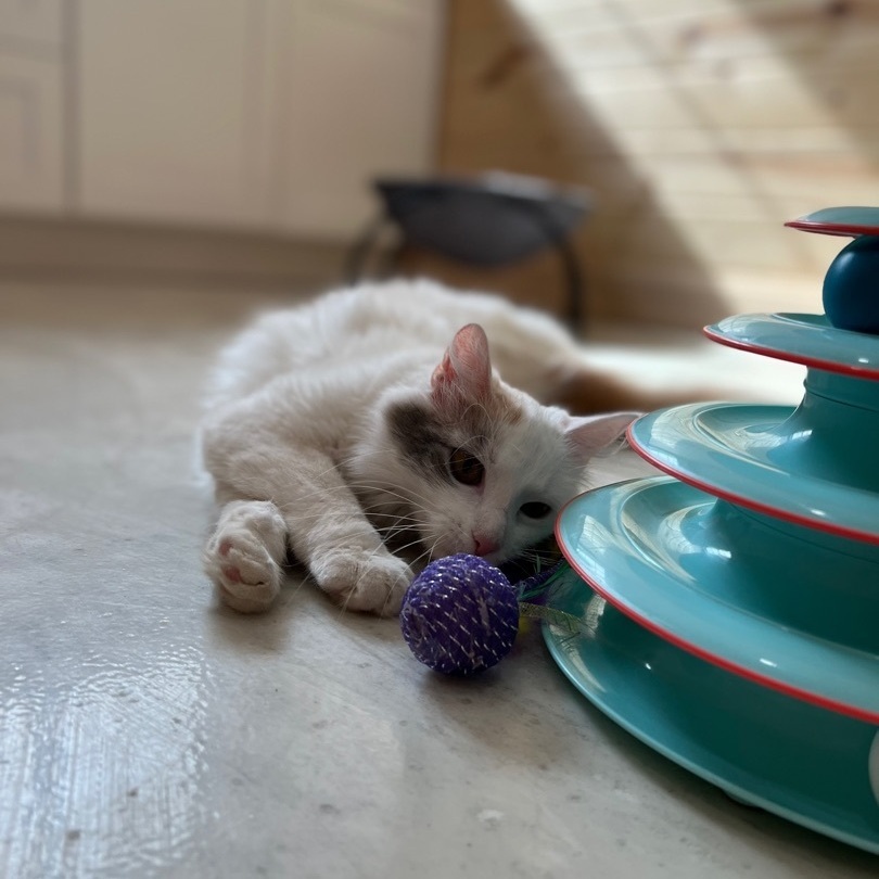 Nala, a Adopted Domestic Long Hair in Mount Carroll, IL image 2/12