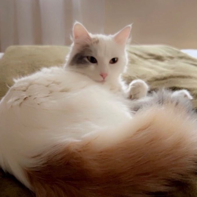 Nala, a Adopted Domestic Long Hair in Mount Carroll, IL image 3/12