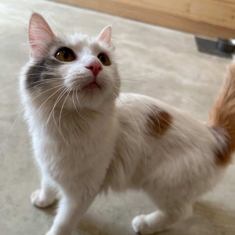 Nala, Adopted, Young Female Domestic Long Hair.