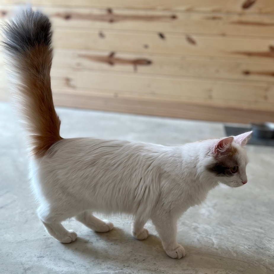 Nala, a Adopted Domestic Long Hair in Mount Carroll, IL image 5/12