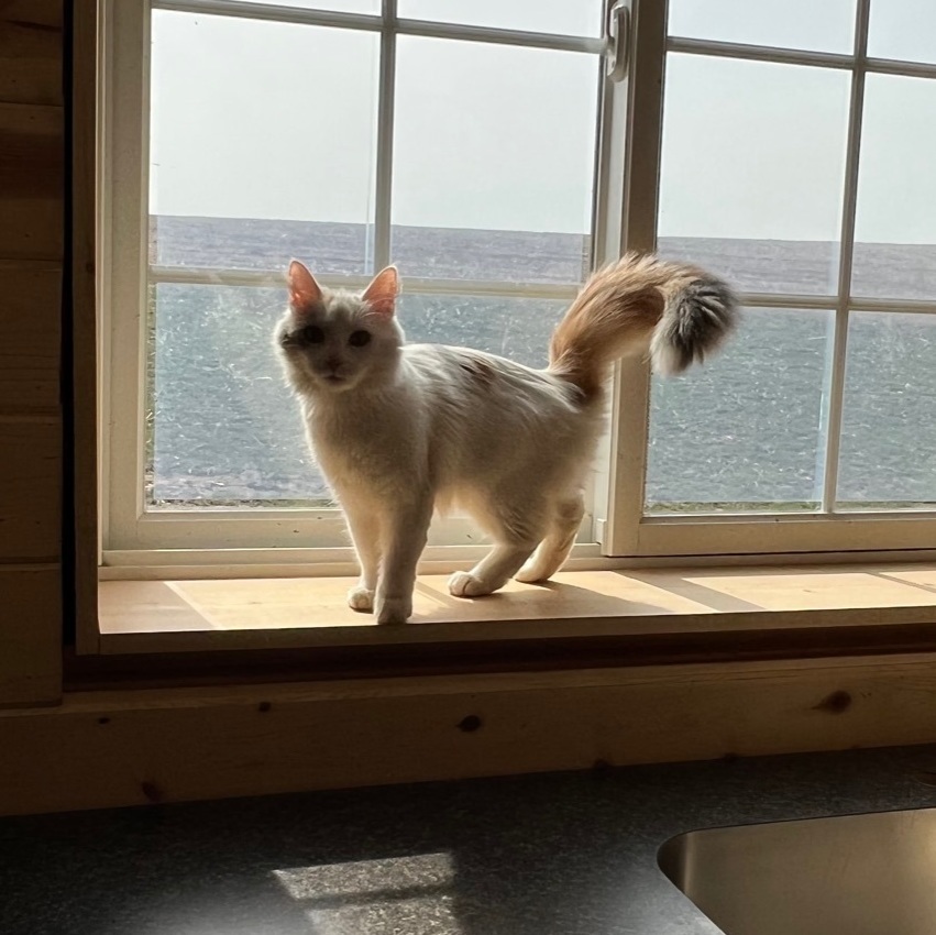 Nala, a Adopted Domestic Long Hair in Mount Carroll, IL image 6/12