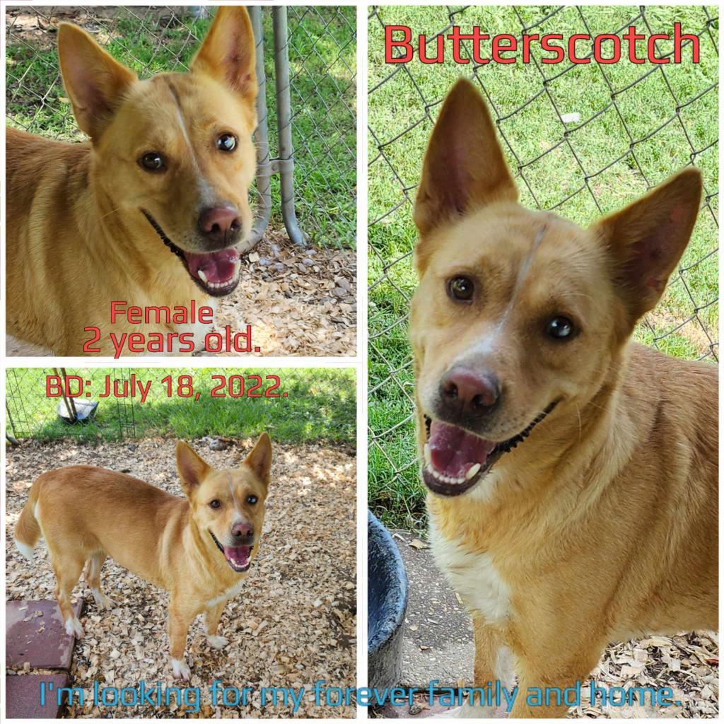 Butterscotch — thumbnail 2