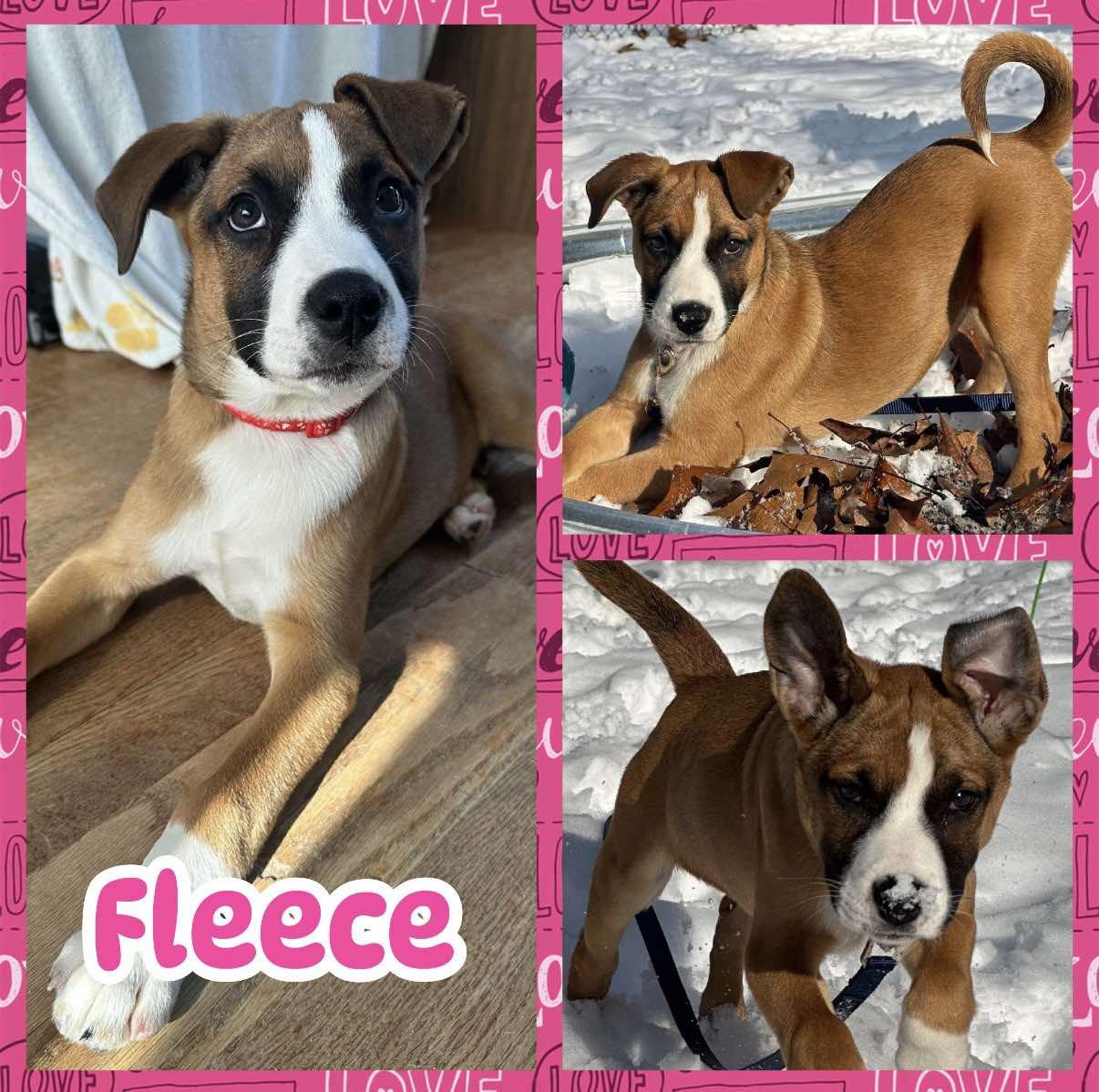 Fleece, a ADOPTABLE mixed breed in Ringwood, NJ image 1/2
