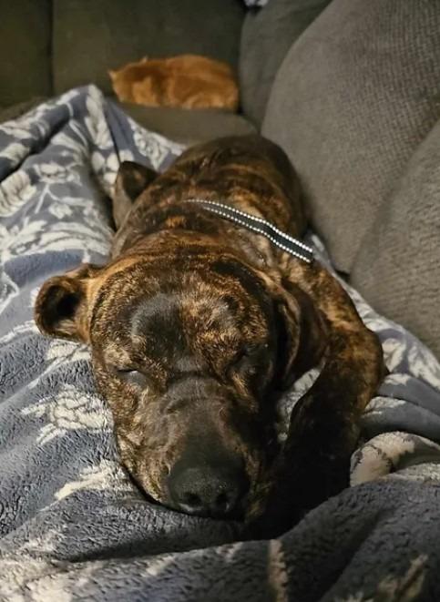Peach, Adopted, Adult Female Plott Hound.