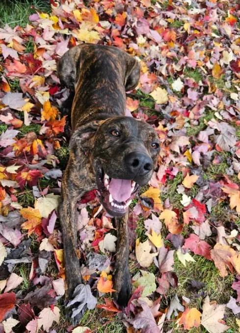 Peach, a Adopted Plott Hound in Ladysmith, WI image 2/5