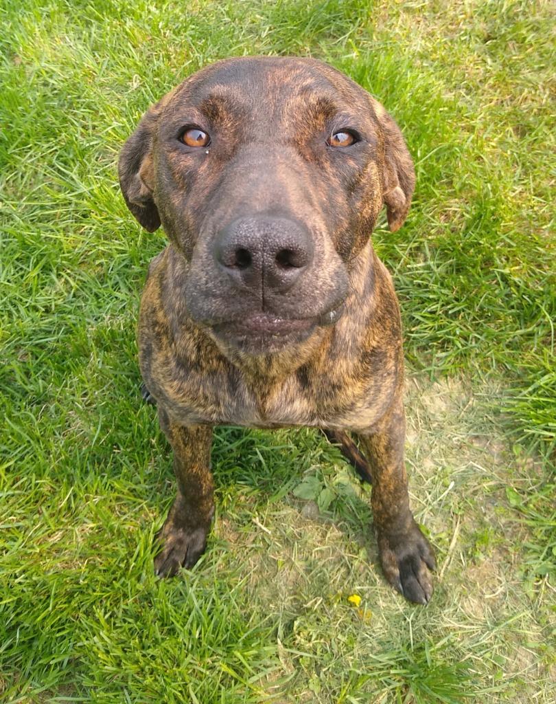 Peach, a Adopted Plott Hound in Ladysmith, WI image 3/5