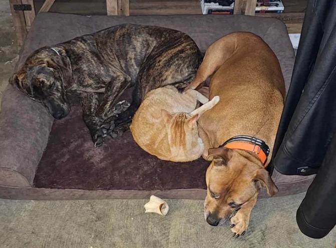Peach, a Adopted Plott Hound in Ladysmith, WI image 4/5