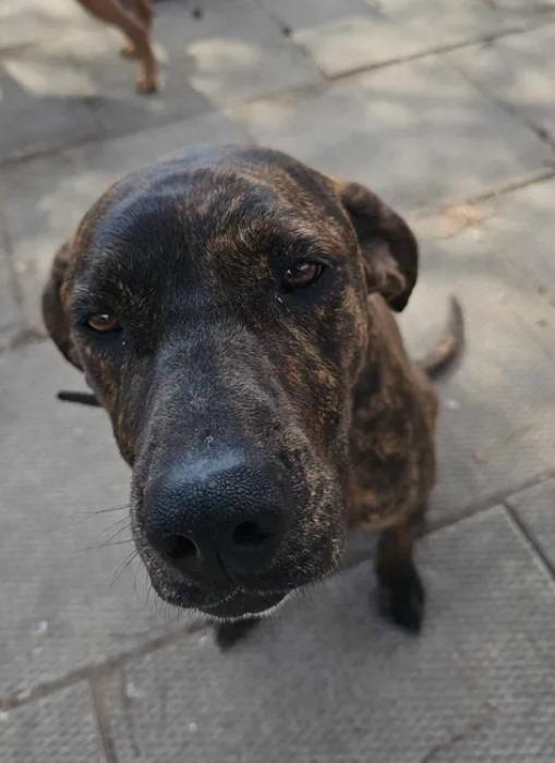 Peach, a Adopted Plott Hound in Ladysmith, WI image 5/5